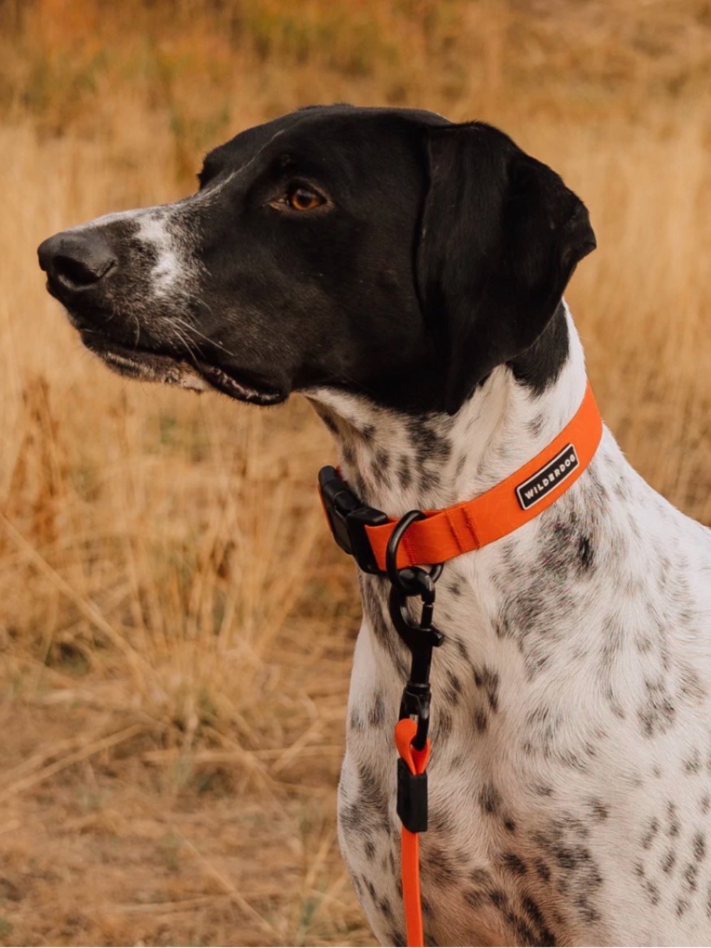 NWT Wilderdog Waterproof Dog Collar Sz Medium  (multiple colors)